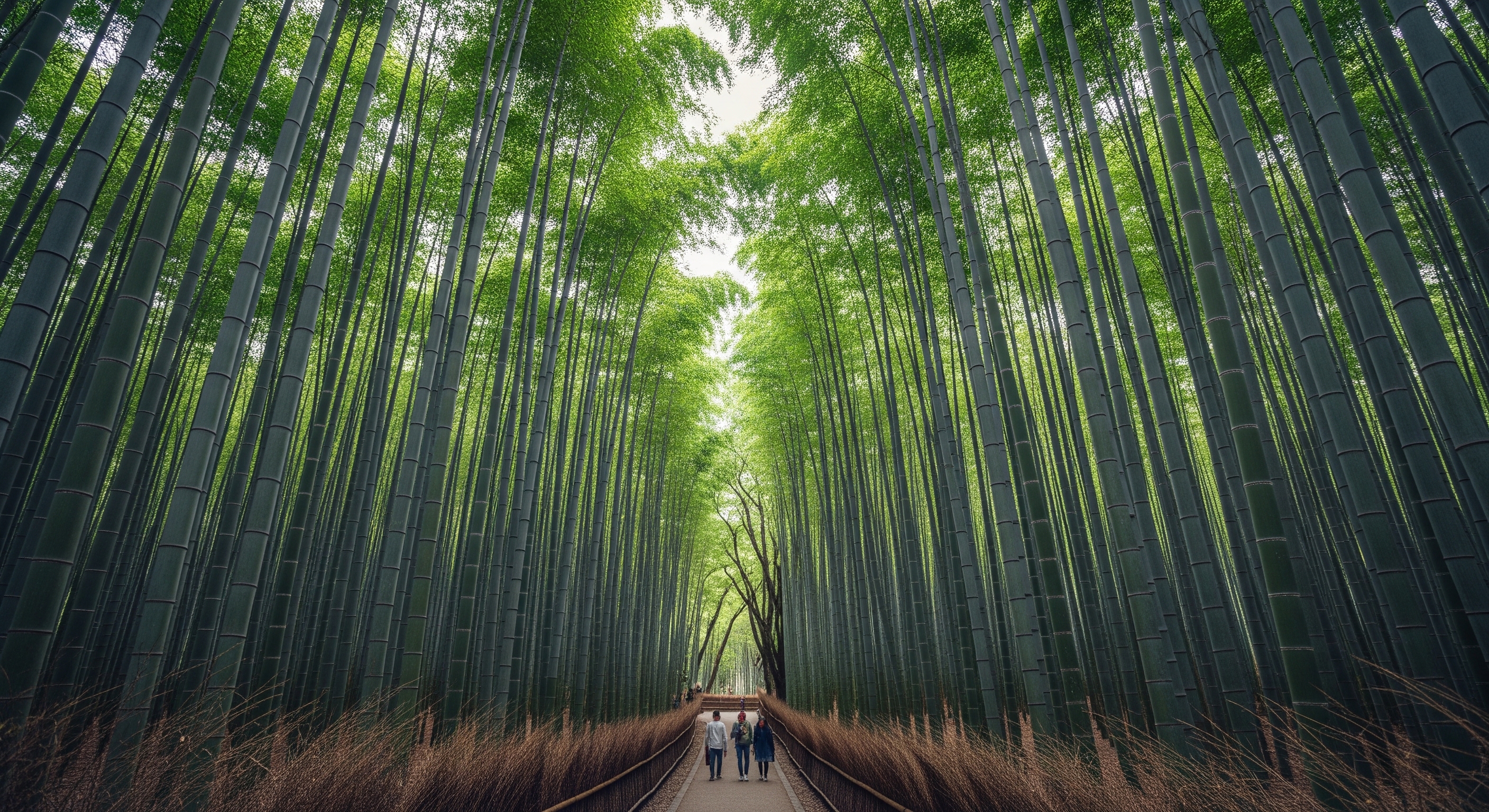 Towering green bamboo stalks forming a natural tunnel along the Sagano path in Arashiyama