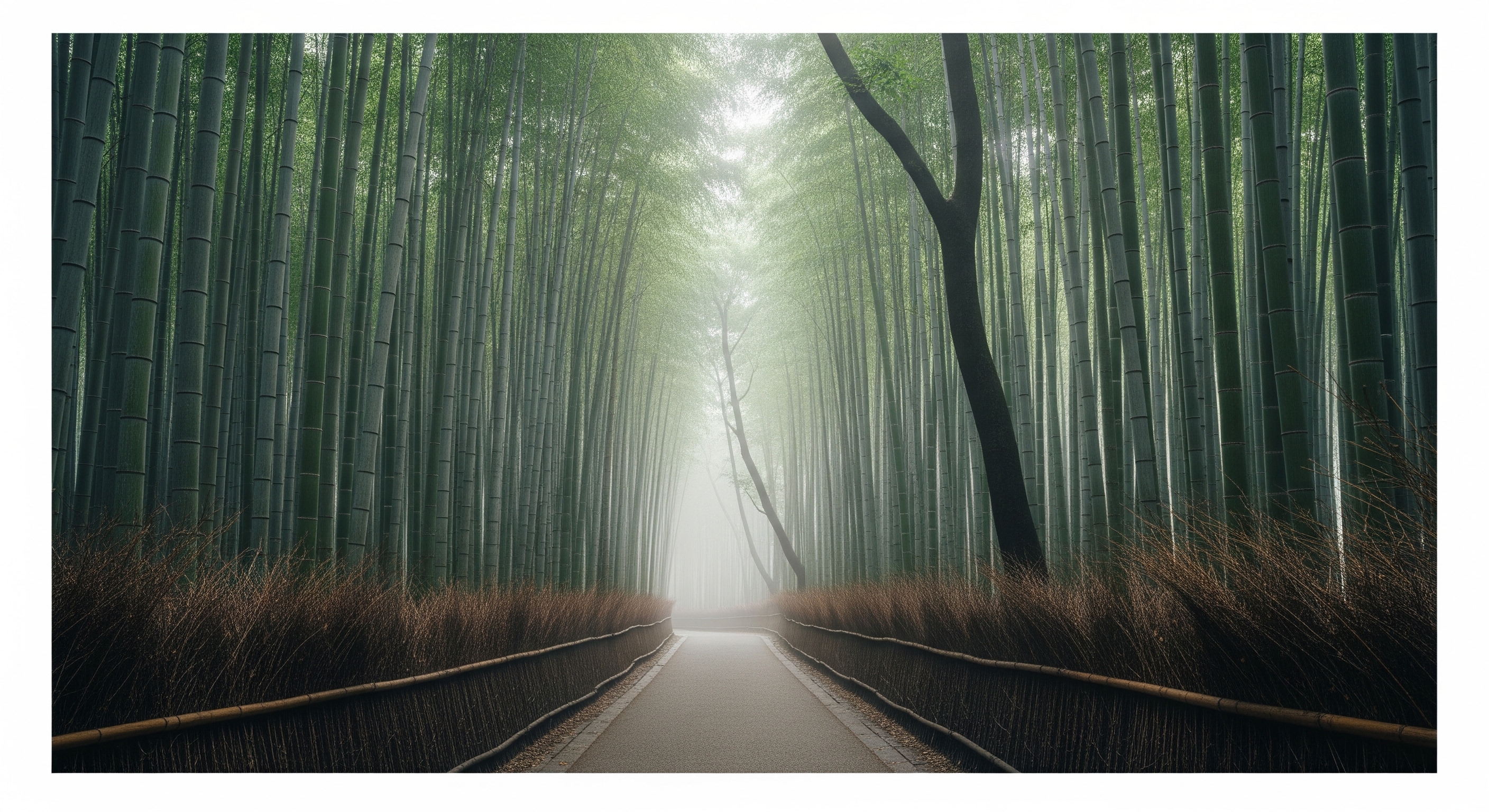 Arashiyama bamboo grove path in early morning mist, tall green bamboo stalks