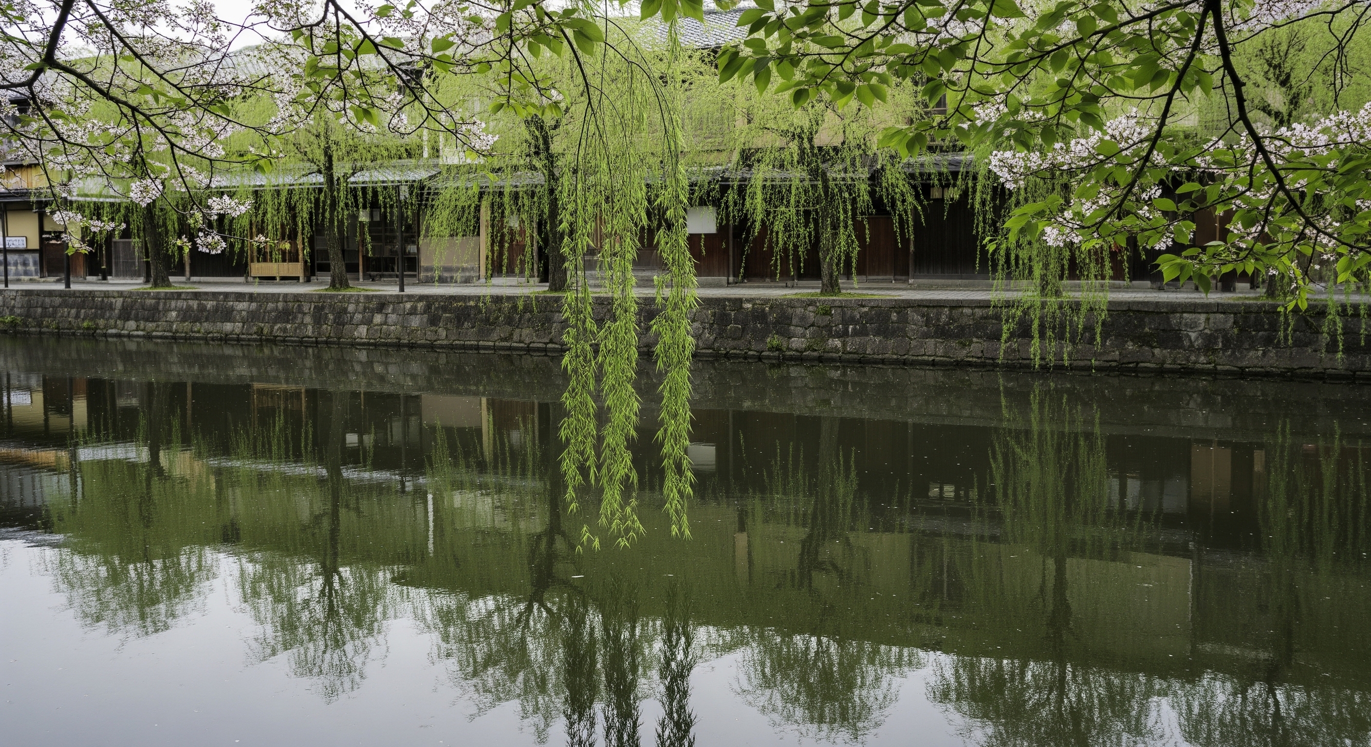 Shimbashi canal in Gion with weeping willows and traditional buildings reflected in water
